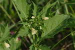 Cutleaf groundcherry